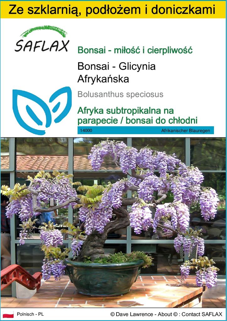 SAFLAX - Zestaw do uprawy - Bonsai - Glicynia Afrykańska - Zdjęcie produktu 