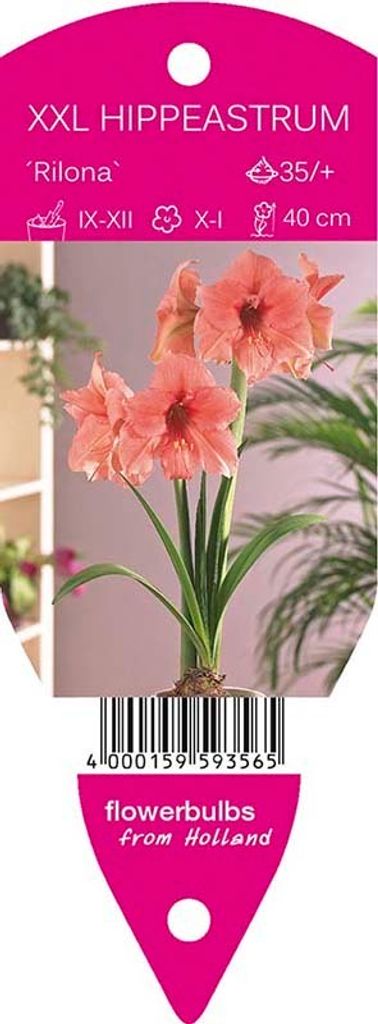 Young Generation Amaryllis Rilona, große Blütenköpfe