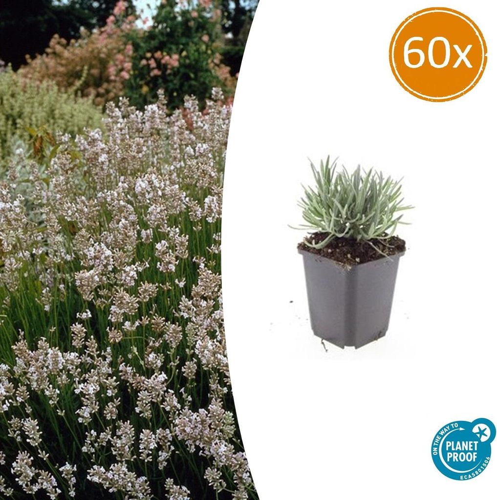 Weisser Provence-Lavendel - Lavandula intermedia 'Edelweiss' - 9cm Topf - Set mit 60 Pflanzen