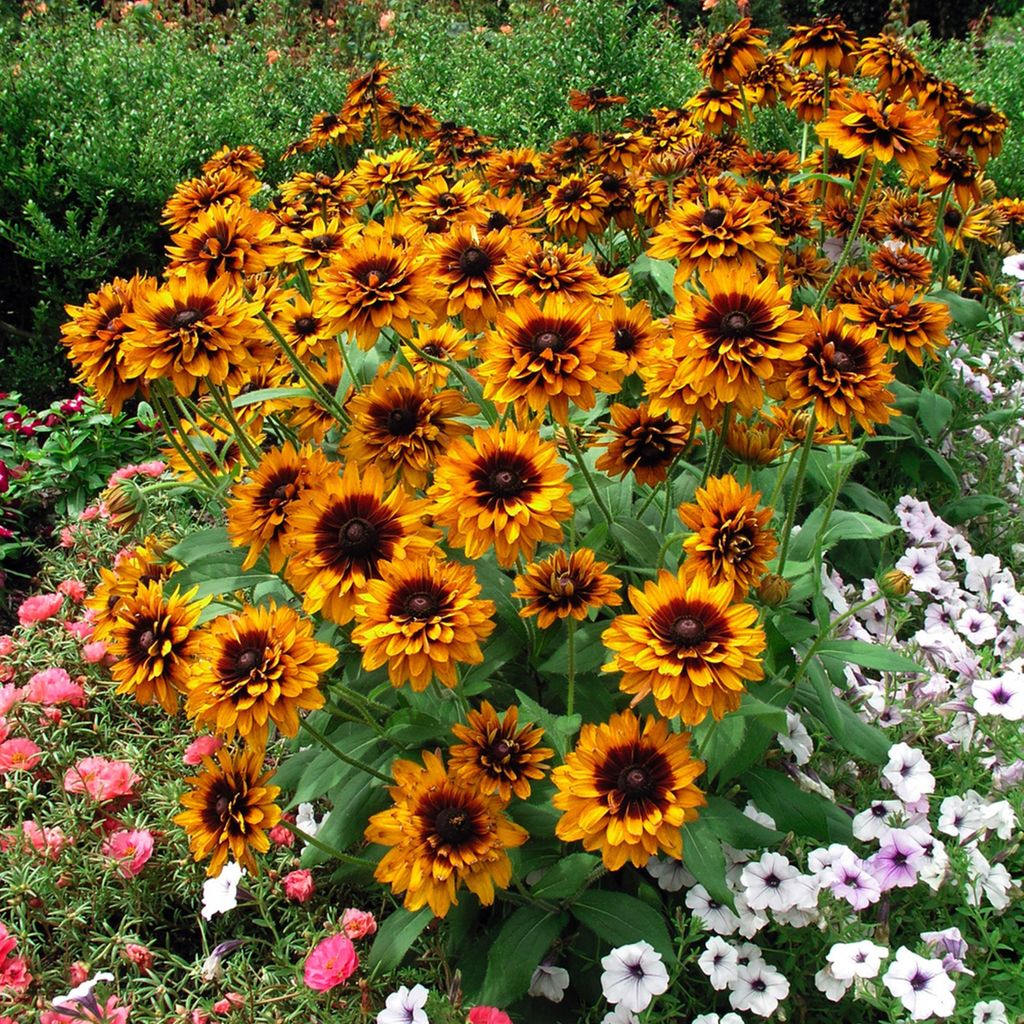 Rudbeckia Staude Sommerblume Zierpflanze Sonnenhut hirta Cherokee Sunset 1 St.