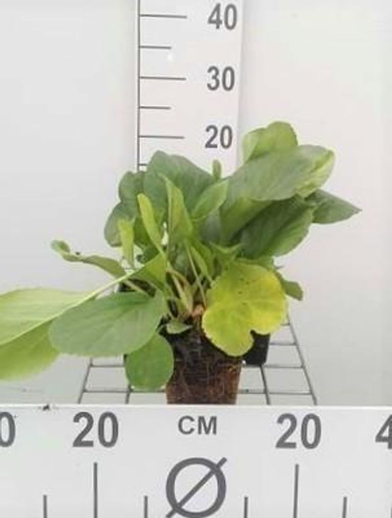 6 x Bergenia cordifolia - pseudodictamnus - Topf 9 x 9 cm
