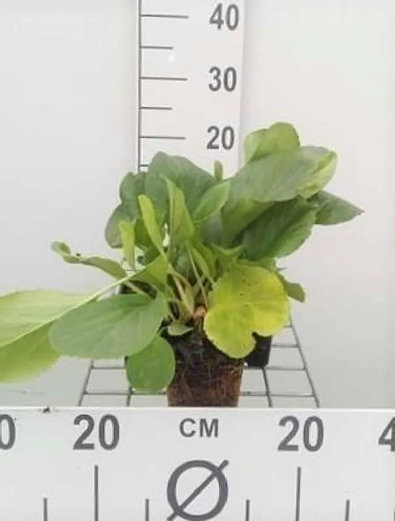Bergenia cordifolia Pseudodictamnus : vivace increvable en lot de 6