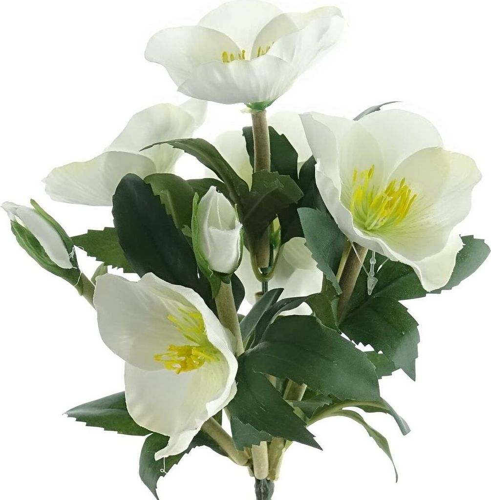 Christrosenbusch Weiß mit Blüten & Knospen 25 cm - Produktbild 