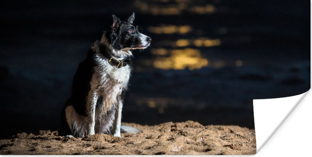MuchoWow Poster Ein Porträt eines Border Collie 150x75 cm - ohne Rahmen