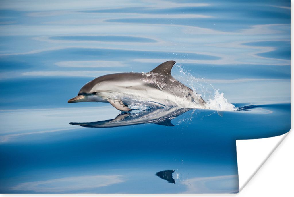 MuchoWow Poster Delfin - Wasser - Tiere 120x80 cm - Bilder