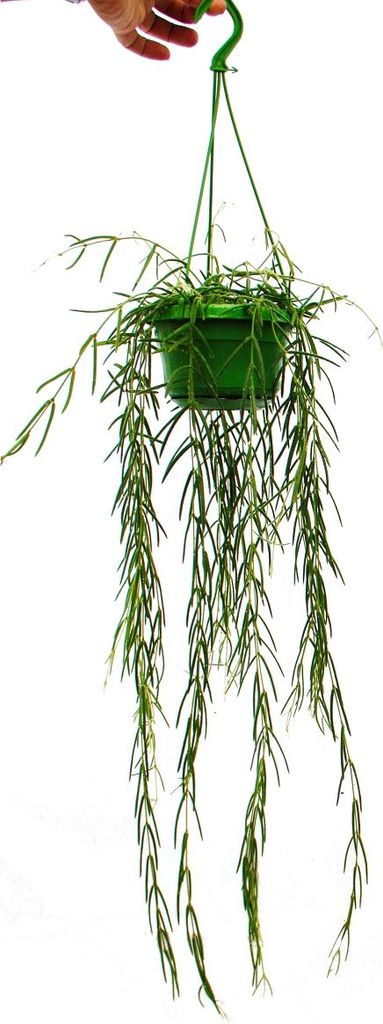 Plante d'intérieur à suspendre - Hoya linearis - Fleur de Image du produit 