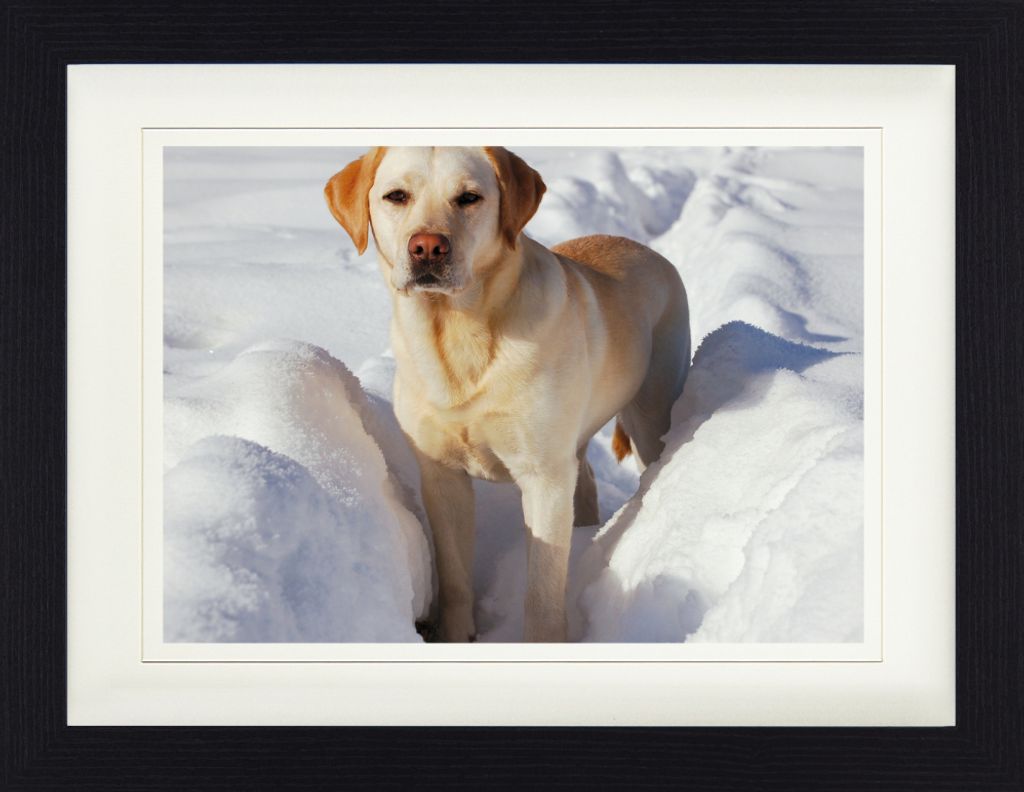 Hunde Gerahmtes Bild Mit Edlem Passepartout | Wand-Bilder | Im Bilderrahmen - Labrador Im Schnee (30 x 40 cm)