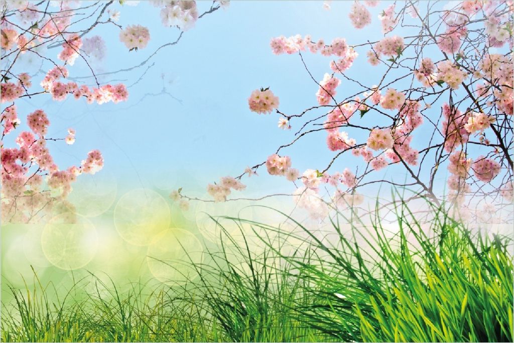 Wallario Poster - Kirschblütenzweige und grüne Wiese- Frühling, Kunstdruck Größe: 100 x 150 cm