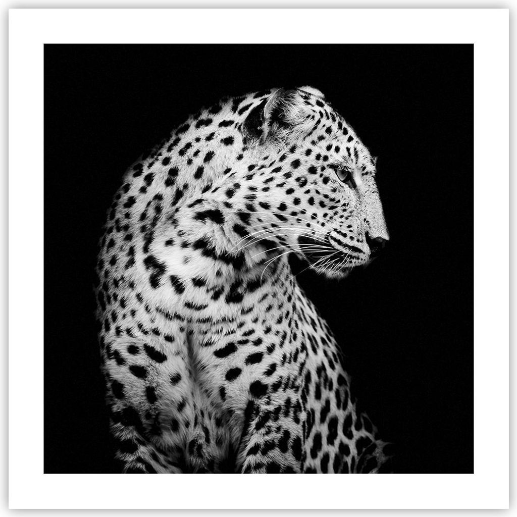 Poster - Poster ohne Rahmen - Leopard Panther Katze - 50x50 cm - Wand Bild - Wanddeko - Wandbilder - Kunstposter - Wandposter - Bilder - Kunstdruck...