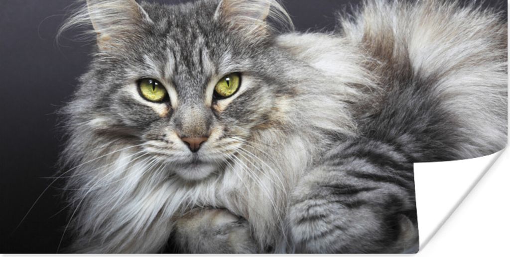 MuchoWow Poster Eine schöne liegende Maine Coon Katze 160x80 cm - Foto Poster