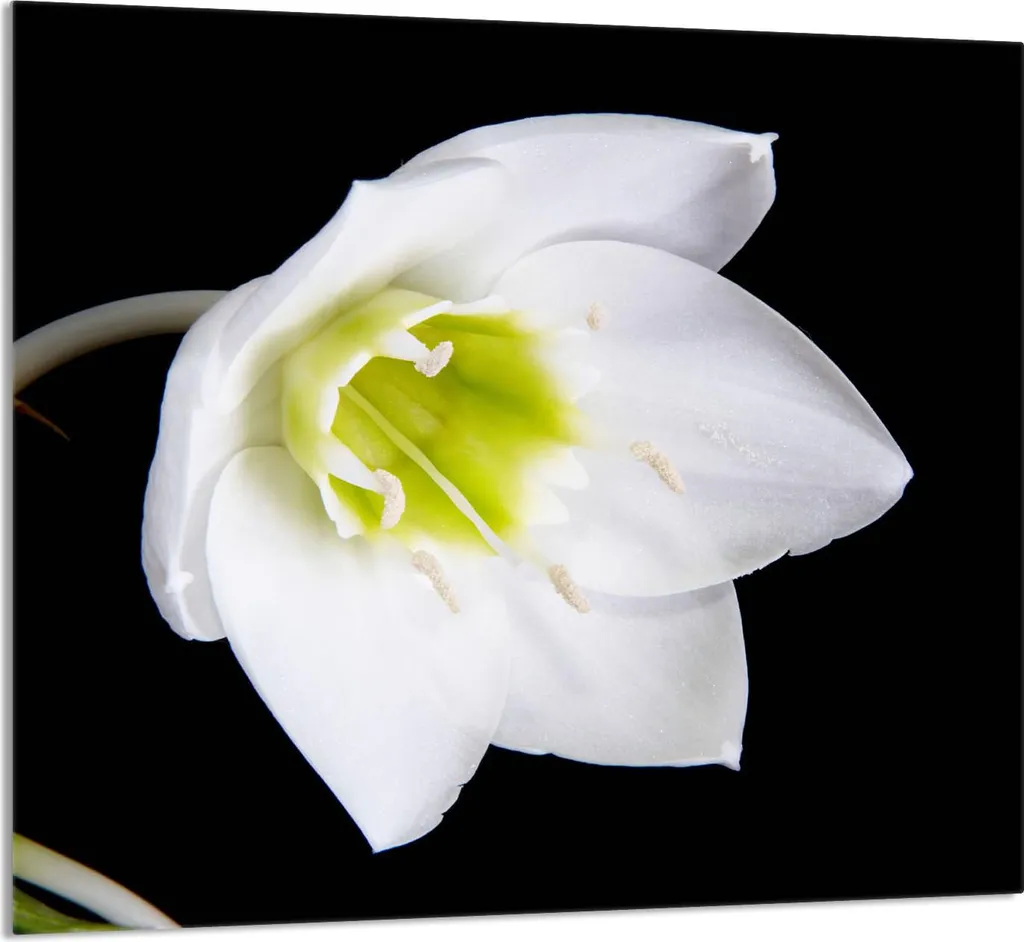Copri Piano Cottura 65x60 Orchidea - Vetro Decorativo Multiuso