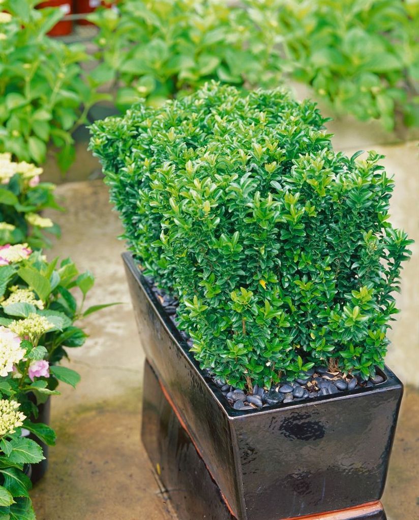 Euonymus 'Green Rocket' Spindelstrauch Kaufland.de