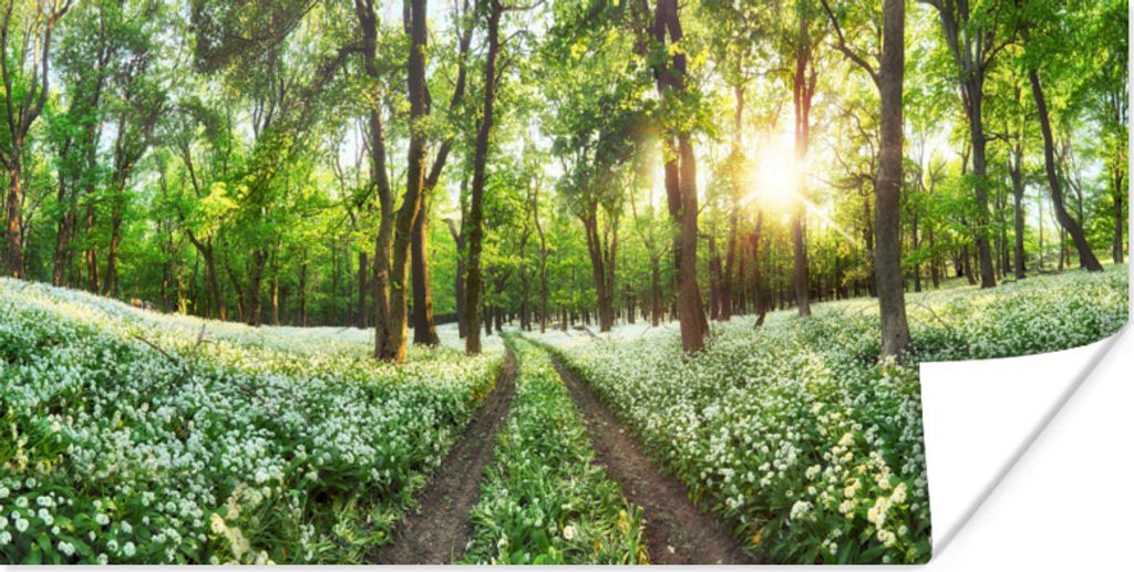 MuchoWow Poster Wald - Blumen - Frühling 160x80 cm - Foto Poster