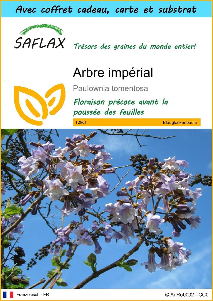 SAFLAX Ensemble-cadeau - Arbre impérial - 200 graines - Image du produit 