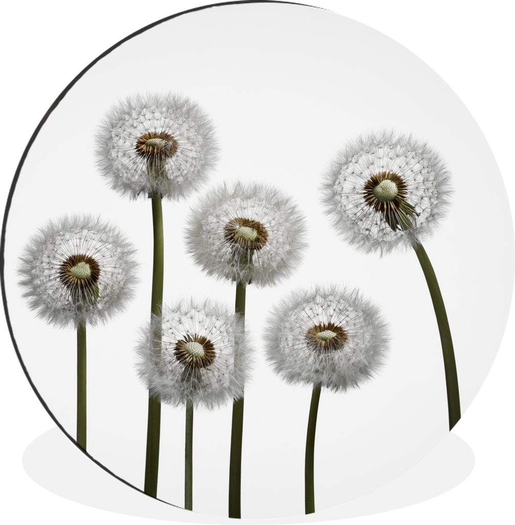 MuchoWow Aluminium Wandkreis Löwenzahn - Illustration - Saatgut Ø 90 cm Wanddeko Modern Wohnzimmer - Mauerkreis - Wandbilder - Runde Bild - Bil...