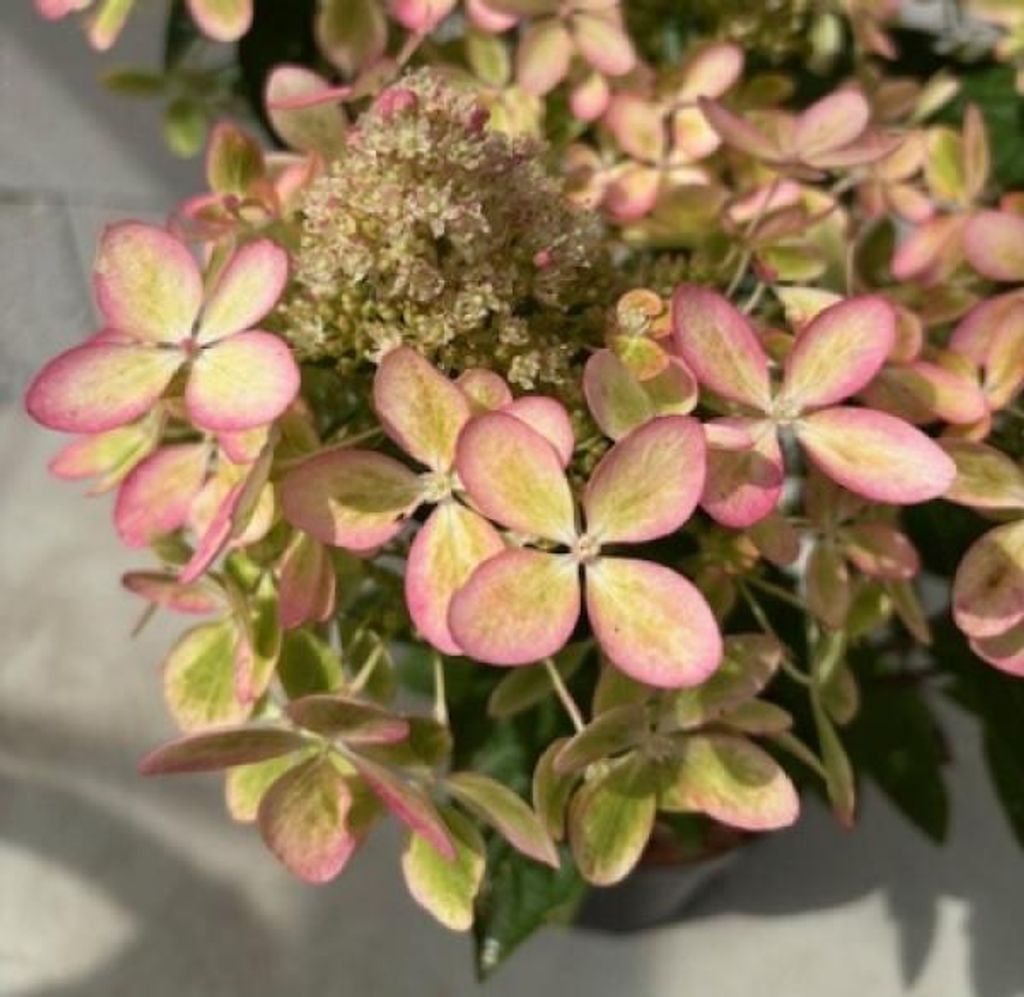 Rispenhortensie Pastellgreen - Hydrangea paniculata Pastelgreen - Renxolor - 30-40cm