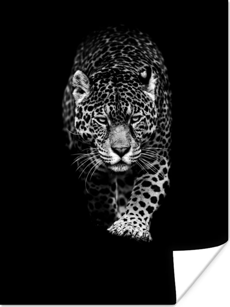 MuchoWow Poster Tiere - Schwarz - Leopard - Weiß - Wild 120x160 cm - Wandbilder
