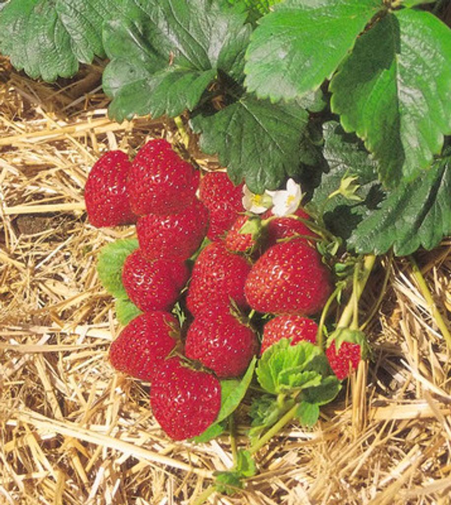 12 Erdbeere 'Mieze Schindler' gefroren FloraSelf Späte Sorte
