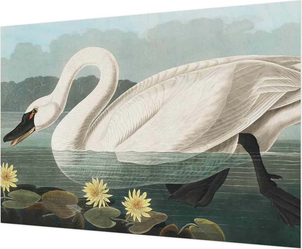Wandtapete - Dekorative Tapete für Wohnzimmer - Tapetenfolie für Wanddekoration - 208x146 cm - Schwan und Seerosen