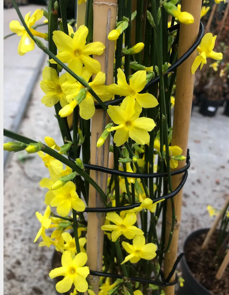 Jasmin d'hiver 50-60 cm : fini le jardin triste avec ces fleurs jaunes