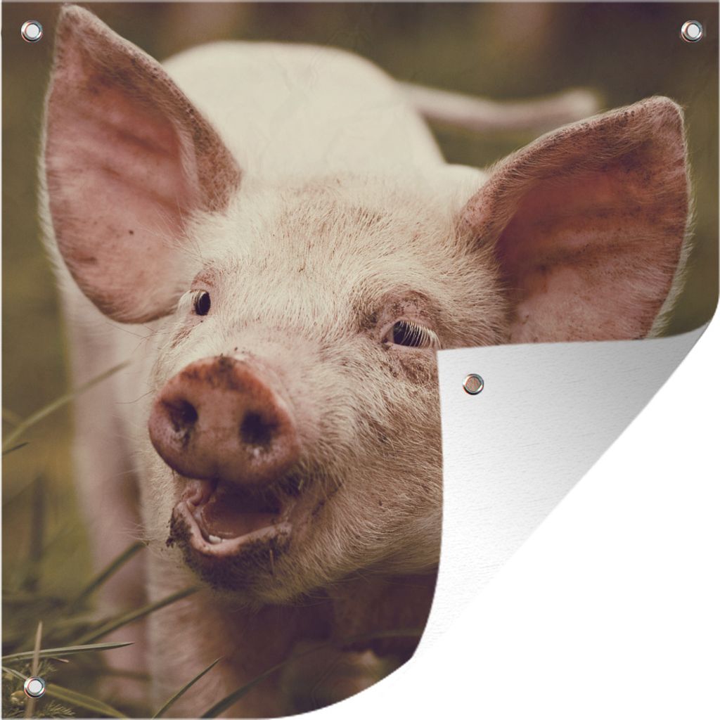 MuchoWow 50x50 cm Outdoor-Poster Gartendeko Sichtschutz Garten Poster für den Garten Schwein - Porträt - Tier