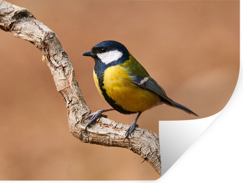 MuchoWow Wandtattoo Wandsticker Wandaufkleber Vogel - Kohlmeise - Zweige 160x120 cm Selbstklebend und Repositionierbar - Selbstklebend - Fototapeten