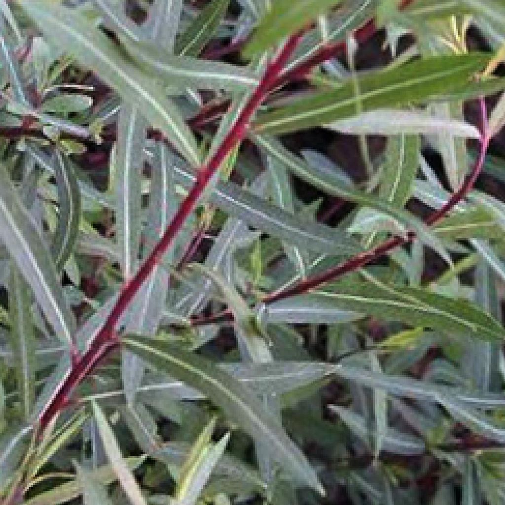 2 x Kogelwilg - Salix purpurea 'Nana' | 30-40 cm in pot Productafbeelding 
