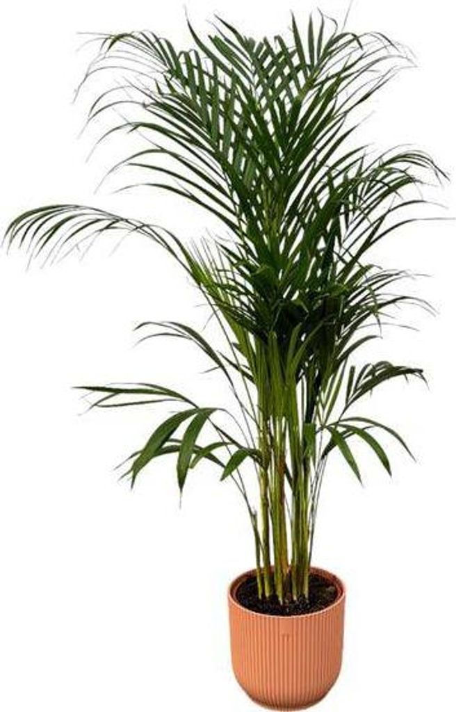 Areca Palme Betelpalme Ø22cm 110cm Rosa Pflanzgefäß Tropische Zimmerpalme