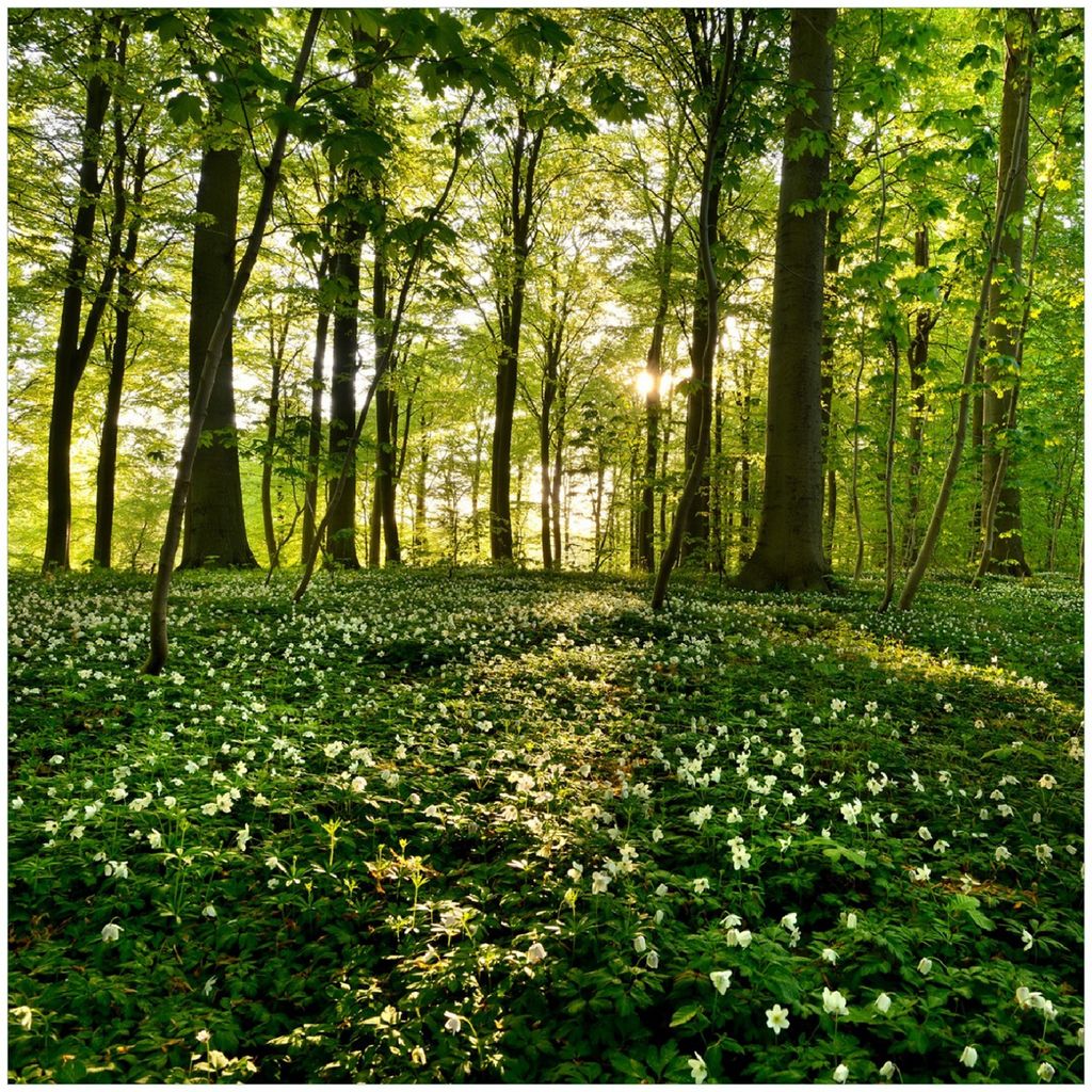Wallario Premium Glasbild, freischwebende Optik, kräftige Farben, Größe 30 x 30 cm Motiv Waldanemonen und Sonnenstrahlen im Wald