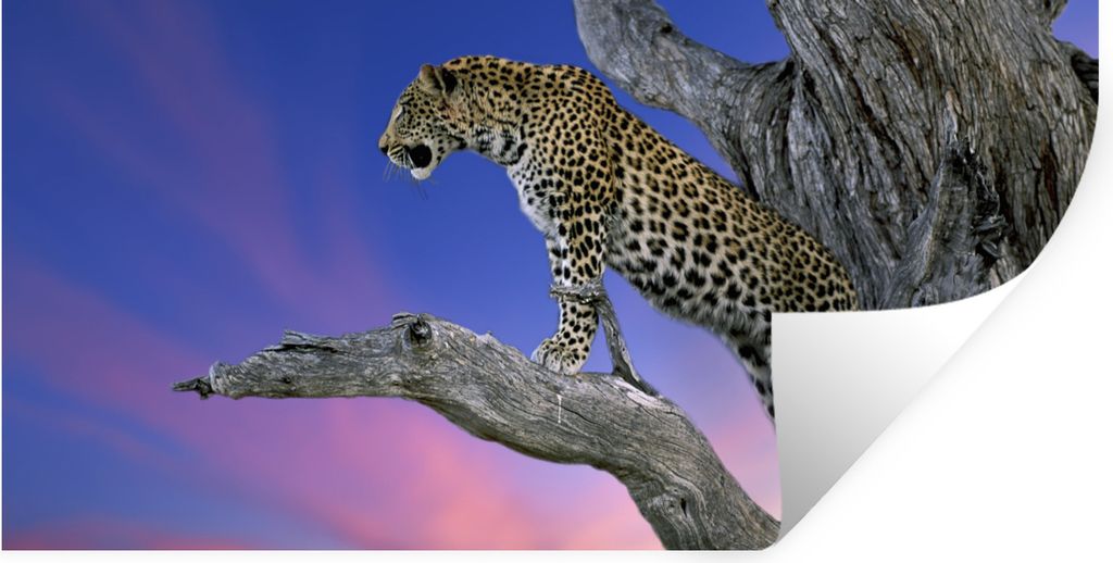 MuchoWow Wandtattoo Wandsticker Wandaufkleber Leopard - Baum - Zweig 160x80 cm Selbstklebend und Repositionierbar - Sticker - Dekorfolie