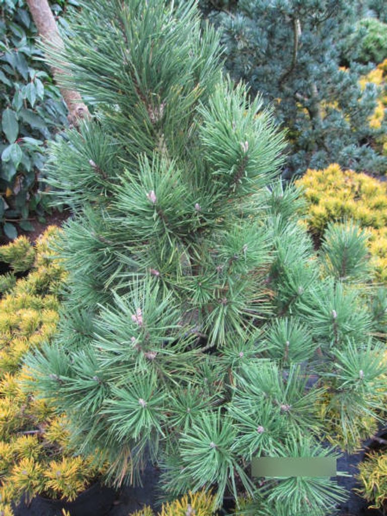 Säulenkiefer Green Column - Pinus mugo Green Column