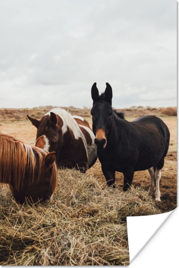 MuchoWow Poster Tiere - Pferd 80x120 cm - Papierdruck