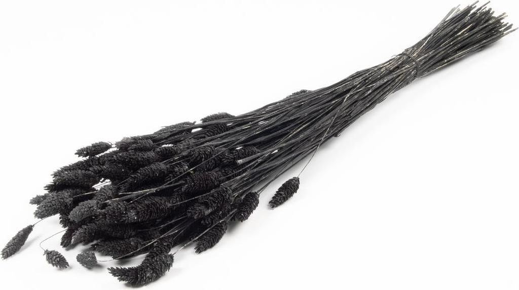 INNA-Glas Kanariengras getrocknet BRAGILA im Bund, schwarz, 50-75cm, Ø12cm - Getrockneter Bund