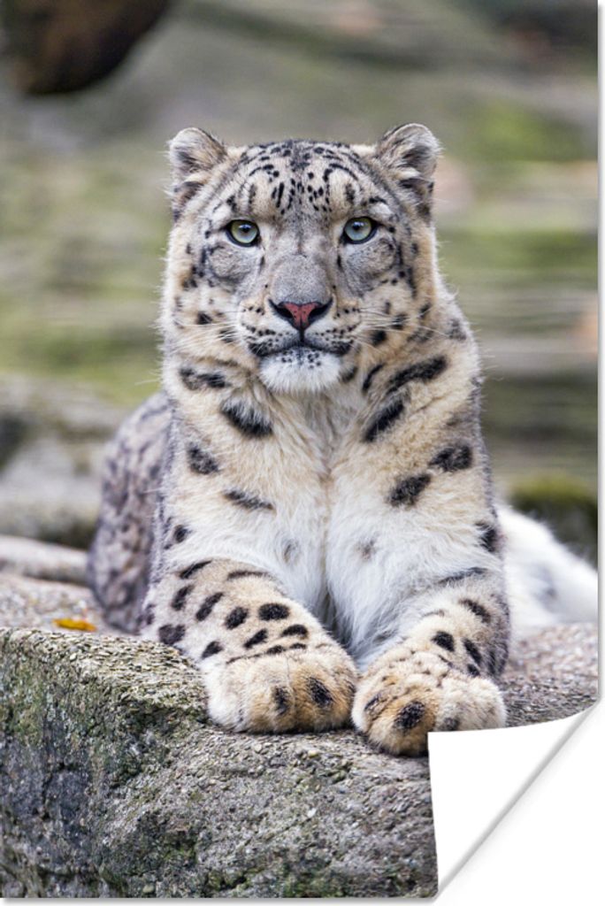 MuchoWow Poster Schneeleopard - Stein - Schwarz 40x60 cm - Plakate für die Wand - Poster Babyzimmer