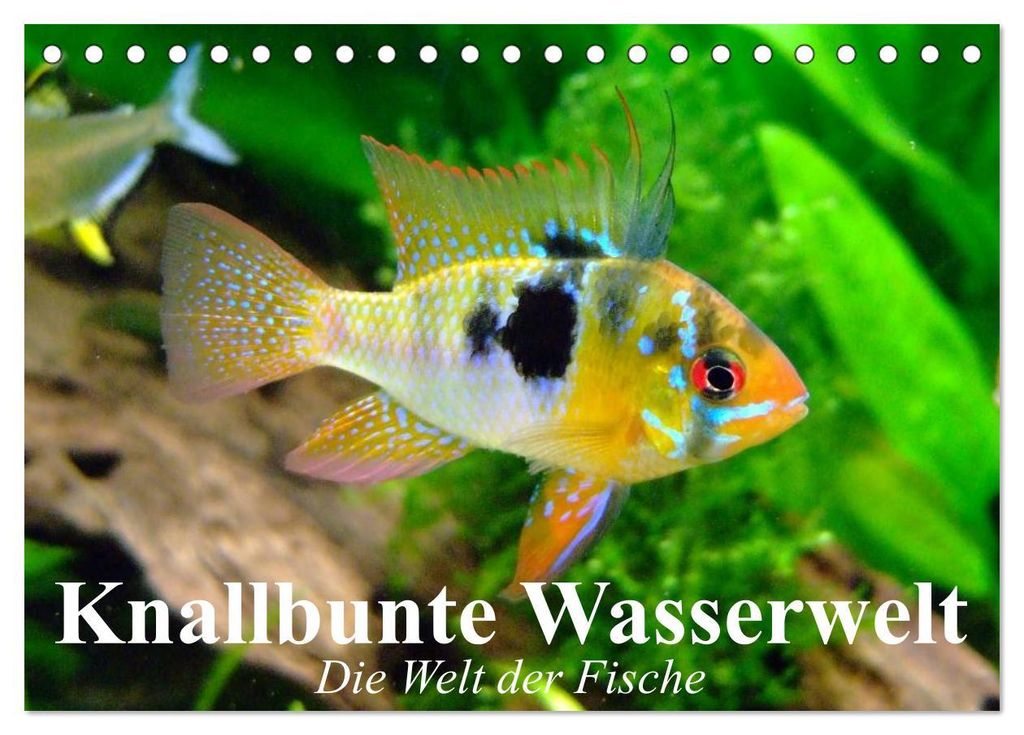 Knallbunte Wasserwelt. Die Welt der Fische (Tischkalender 2027 DIN A5 quer), CALVENDO Monatskalender