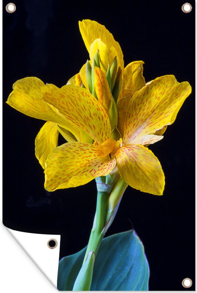 MuchoWow 80x120 cm Outdoor-Poster Gartendeko Sichtschutz Garten Poster für den Garten Porträt einer blauen und gelben Canna-Blüte