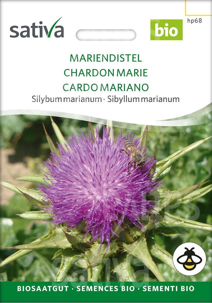 Sativa-Saatgut Mariendistel Silybum marianum Blumensamen, lila, blühende Distel