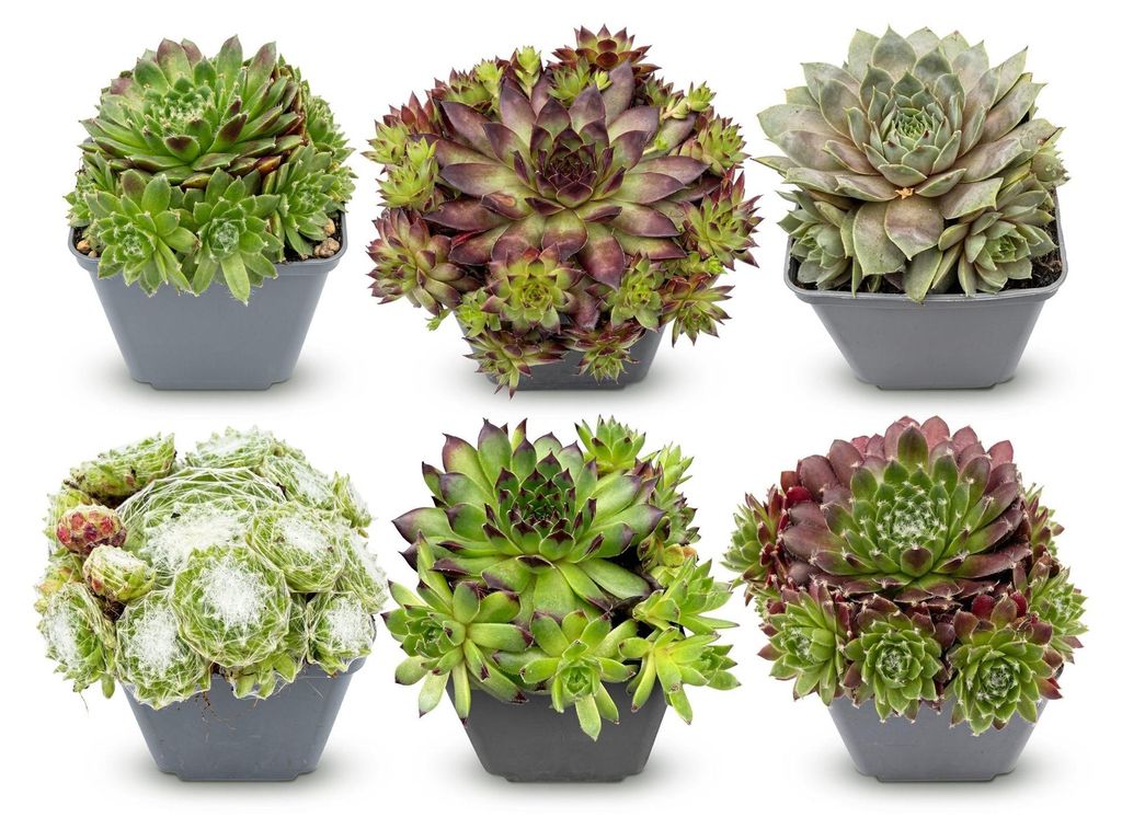 Green boutiQ - 6x Sempervivum Big Sam - Hauswurz Big Sam - Produktbild 