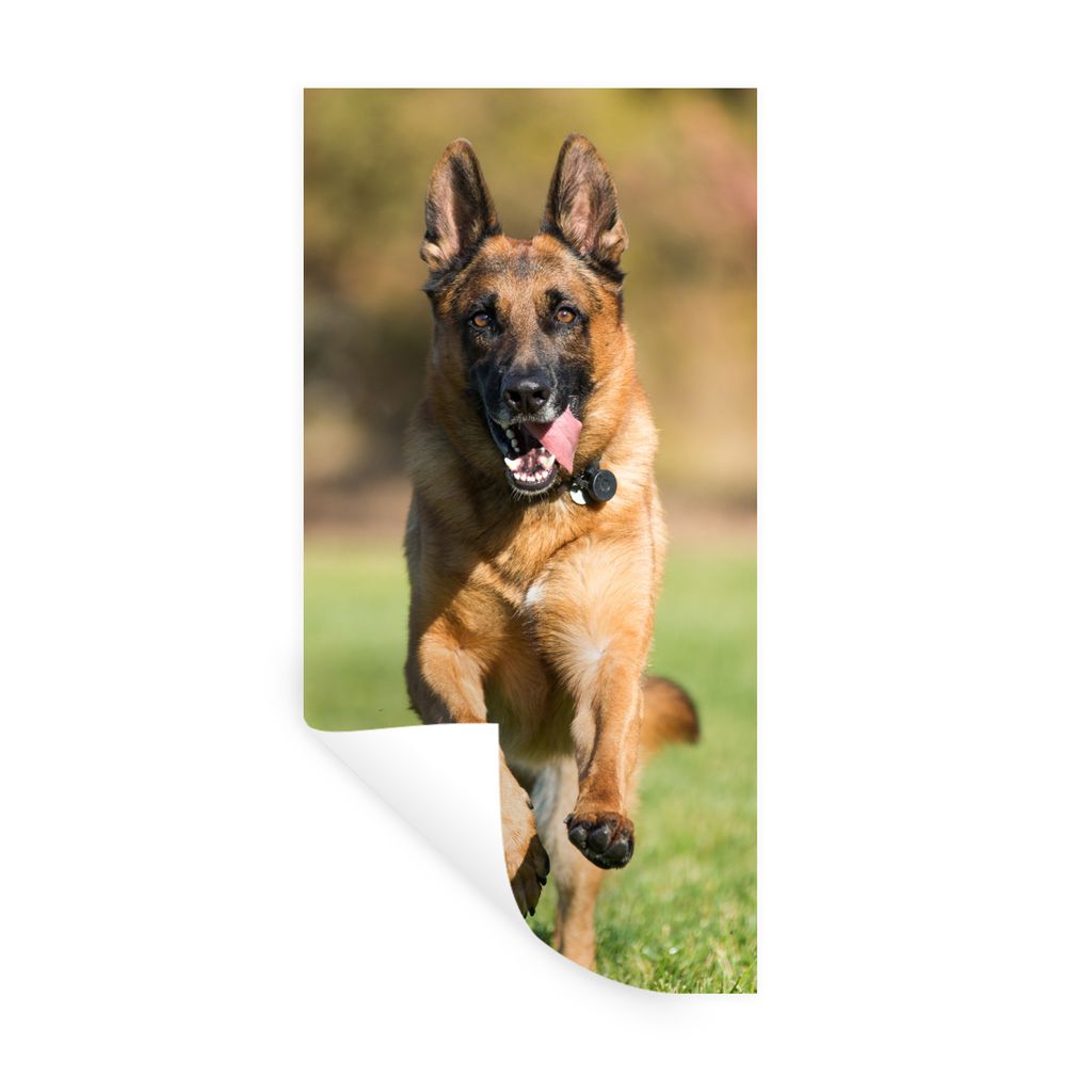 MuchoWow Wandtattoo Wandsticker Wandaufkleber Ein Deutscher Schäferhund sprintet durch das grüne Gras 80x160 cm Selbstklebend und Repositionier...