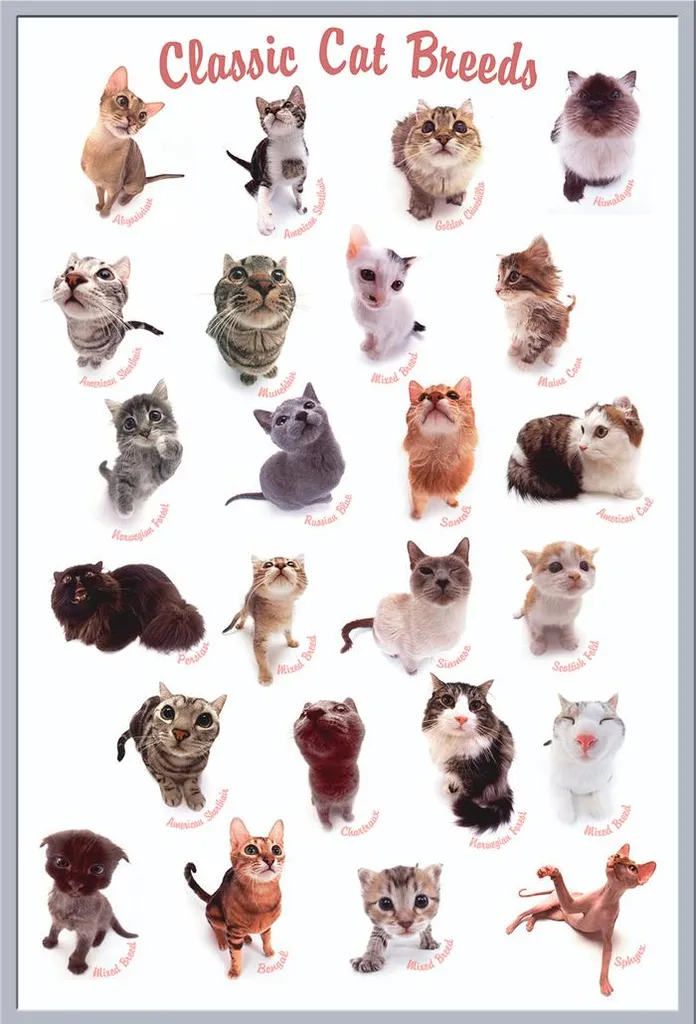 Affiche Races de Chats Classiques Shinsuke Maxi Cadre Argent 61x91,5cm