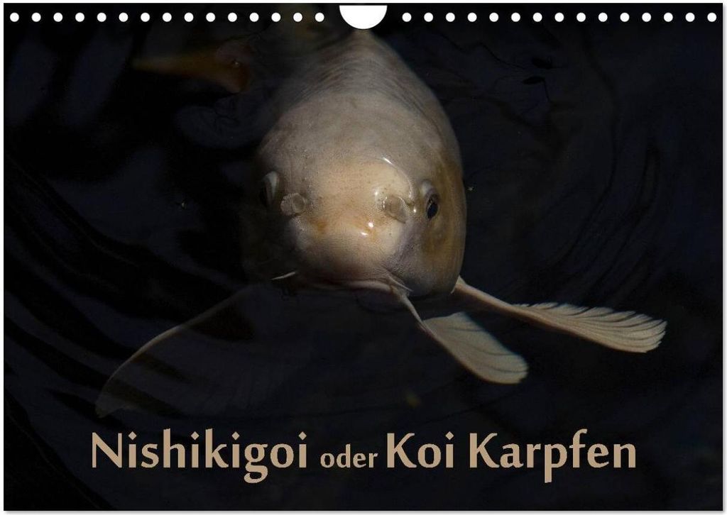 Nishikigoi oder Koi Karpfen (Wandkalender 2026 DIN A4 quer), CALVENDO Monatskalender