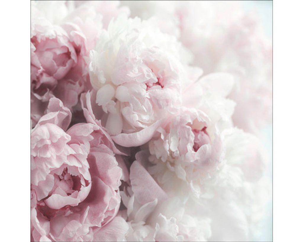 Leinwandbild Pfingstrosen 50x50 cm