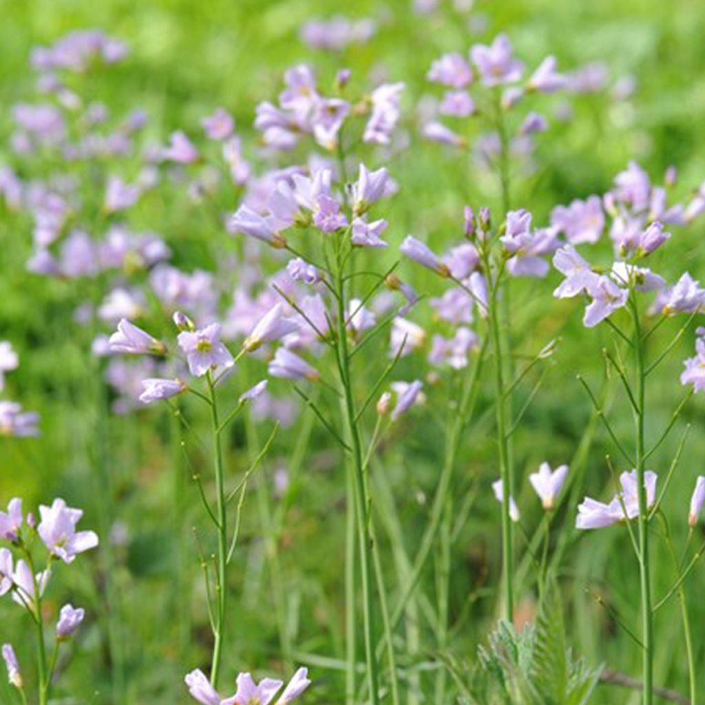 6 x Wiesen Schaumkraut - Cardamine pratensis  | Topf 9cm x Produktbild 