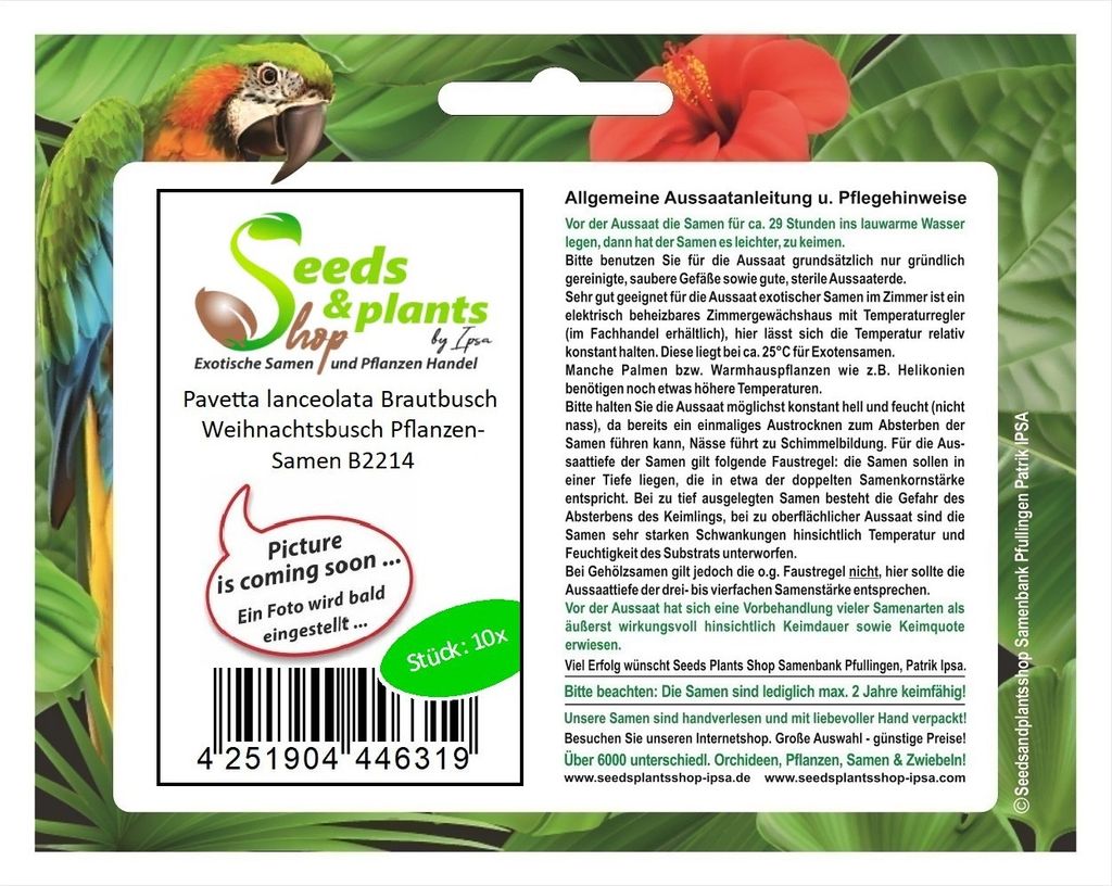 10x Pavetta lanceolata Brautbusch Weihnachtsbusch Pflanzen-Samen B2214