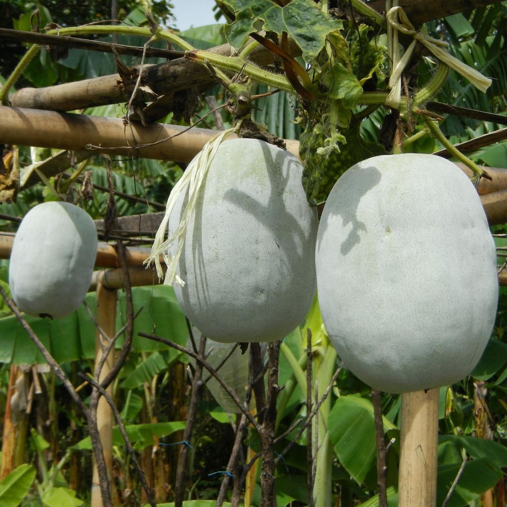 Wachskürbis (Benincasa hispida)  - 10 Samen Produktbild 
