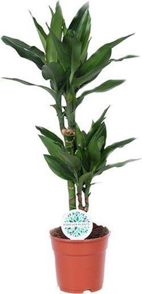 Drzewo smocze Dracaena Janet Lind Ø17 cm ↕70 cm Roślina Zdjęcie produktu 
