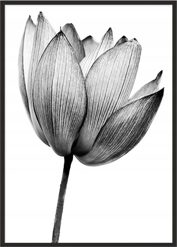 Stampa Artistica Fiore P1038 in Cornice 53x73 | Foto Arredo Alta Qualità