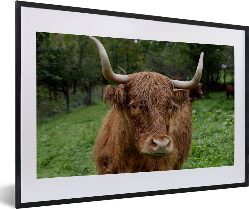MuchoWow MuchoWow Gerahmtes Poster Schottische Hochlandrind - Tiere - Gras 60x40 cm - Poster mit zchwarzem Bilderrahmen - Schlafzimmer - Plakat...