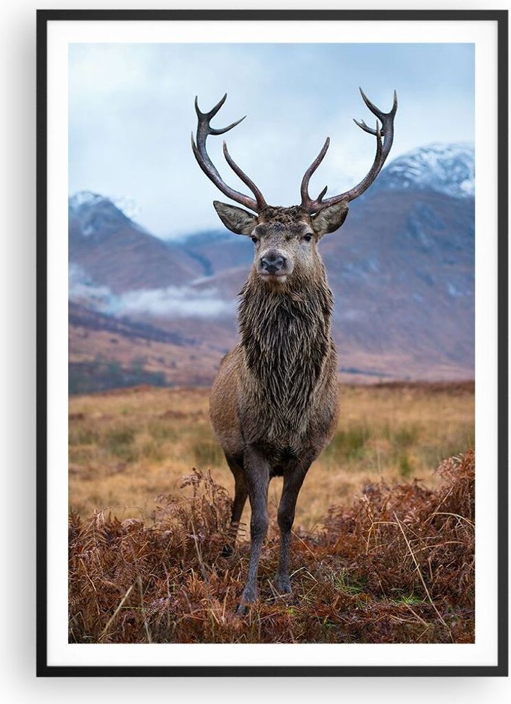 Gerahmtes Poster - Schwarzer Rahmen - Hirsch Hirsch Schottland - 70x100 cm - Wand Bild - Wanddeko - Wandbilder - Kunstposter - Wandposter - Bilderr...