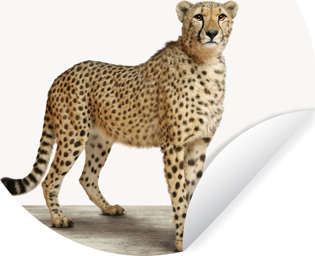 MuchoWow Runde Wandtattoo - Wandsticker Tapete Aufkleber Tiere - Gepard - Weiß Ø 30 cm Selbstklebend und Repositionierbar - Wandaufkleber - Kre...